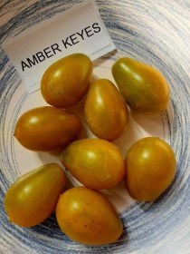 Amber Keyes paradicsom  - Paradicsom különlegességek az Egzotikus Növények Stúdiója kínálatából